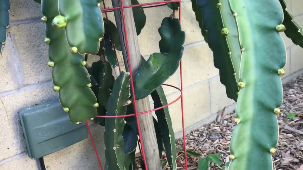 tomato-cage-wood-post-for-dragon-fruit.jpg