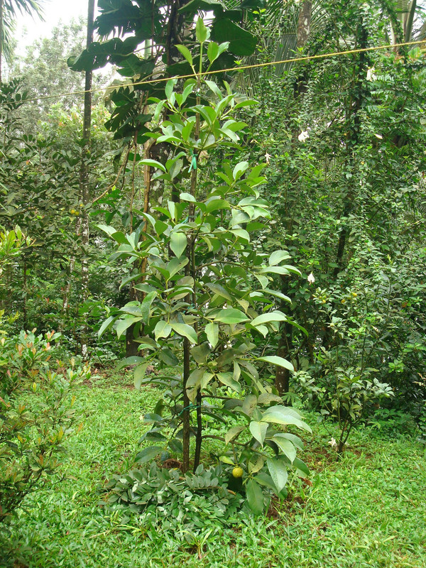 DSC06739