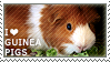 guinea3