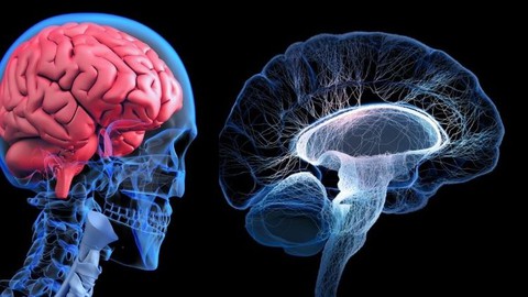 I segreti per influenzare l'essere umano (Ipnosi e cervello)