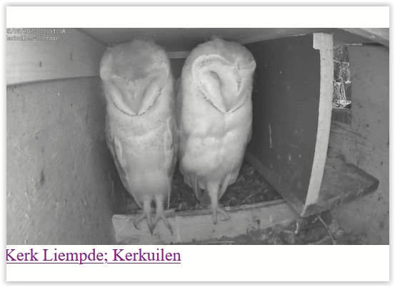 Screen Shot 07-05-21 at 11.56 AM