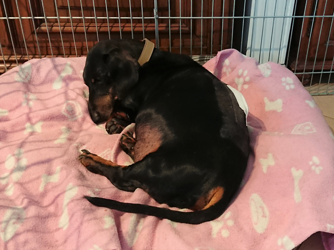 [Image: DSC-0411.jpg]