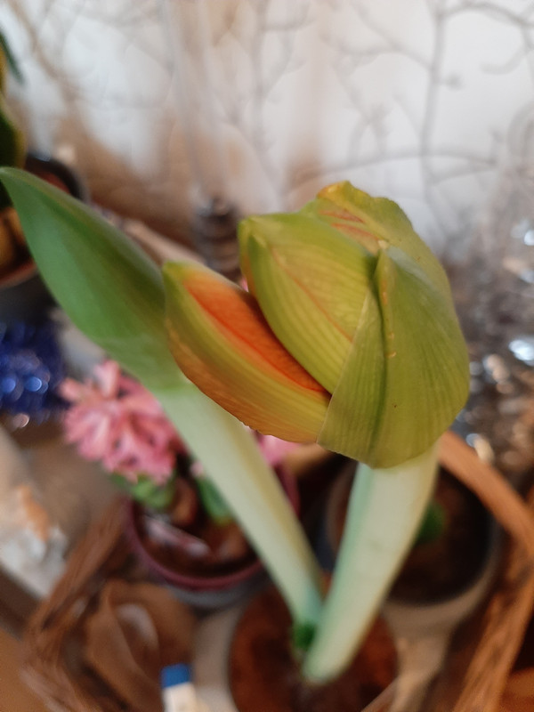 Tête d'amaryllis