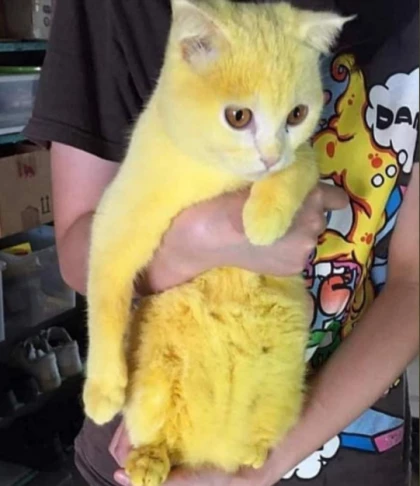 Terinfeksi Jamur Lalu Diobati dengan Lulur Kunyit Kucing Terinfeksi Jamur Lalu Diobati dengan Lulur Kunyit Kucing