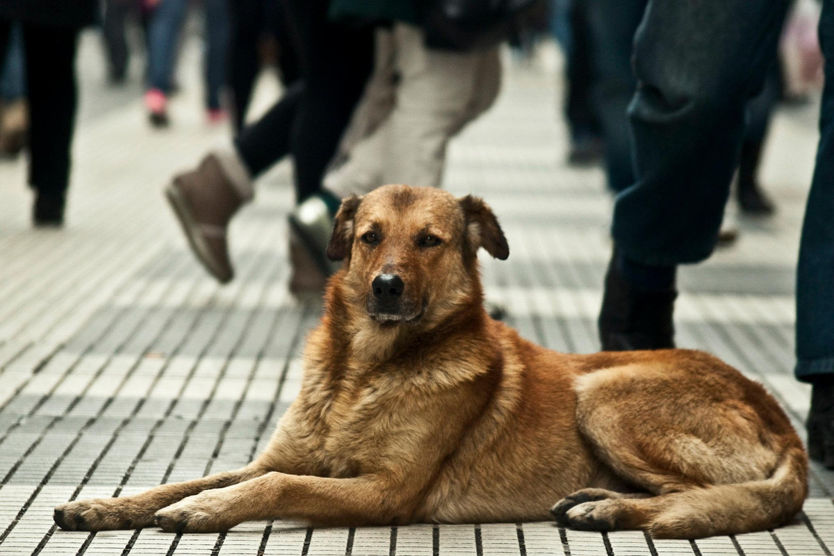 Presentan en Tamaulipas programa de perros protectores para mujeres violentadas