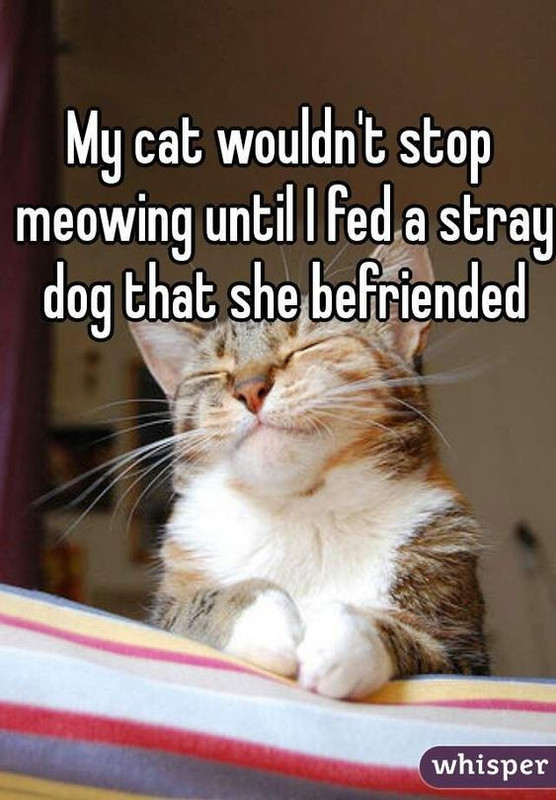 Cat Humor #8