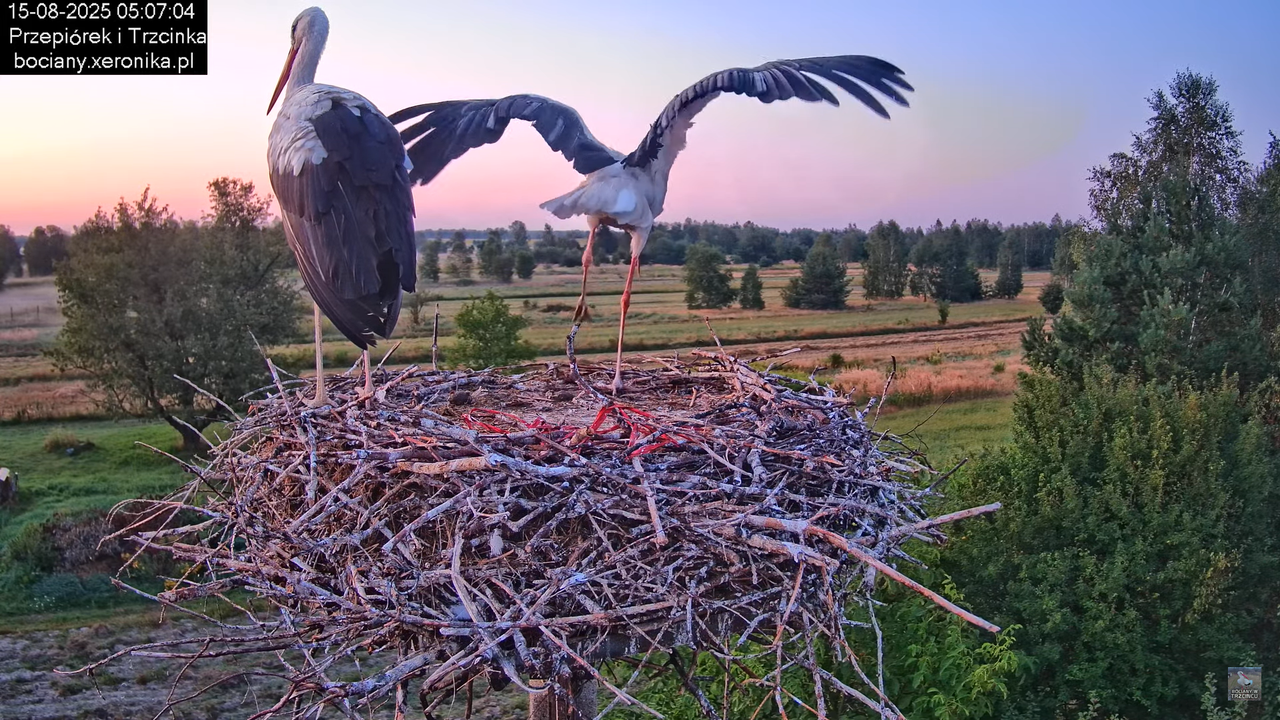 15082025bociany4