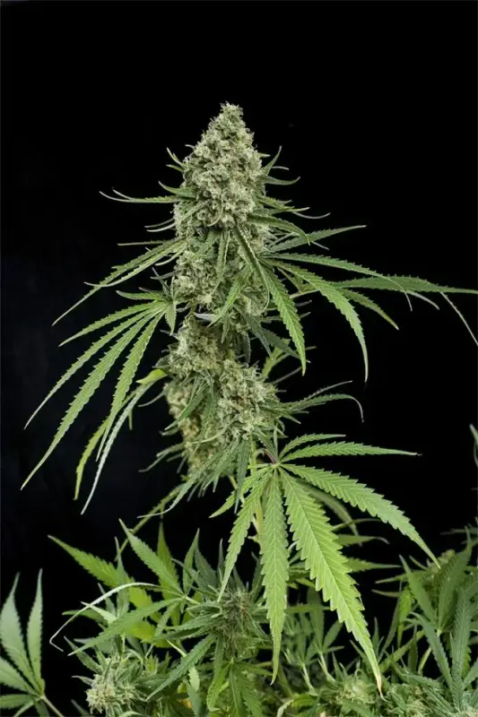 Image of Critical +