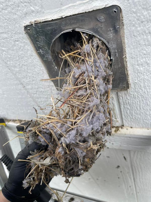 Best Pest Control Near Me