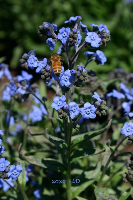 forgetmenot-flowers-with-bumble-bee