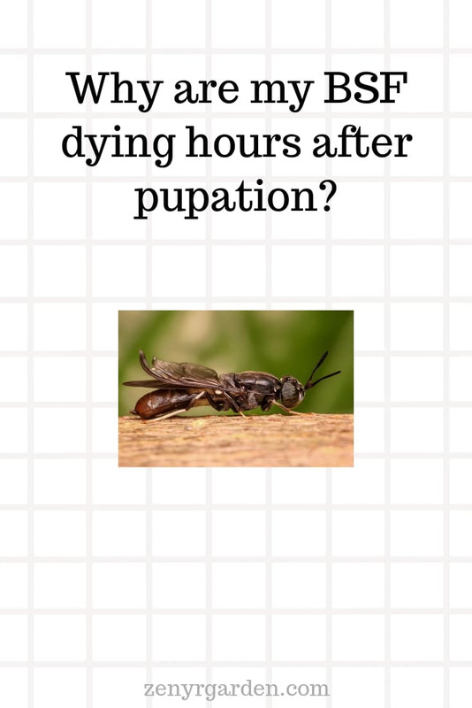 black-soldier-fly-dying-after-pupation.jpg