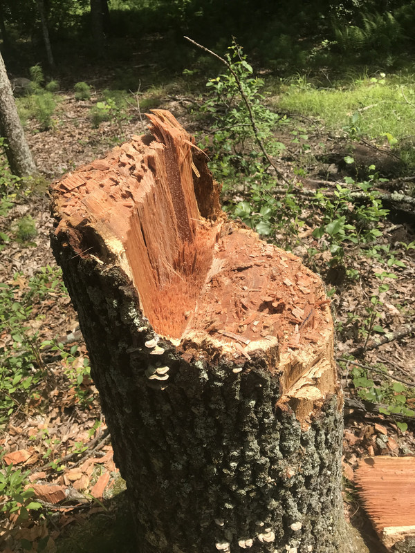 33AF2645-09E7-41B1-BEE8-B339C31971A2