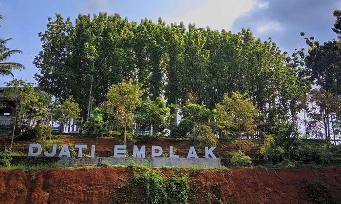 Potret Djati Emplak di Emplak, Kalipucang, Pangandaran, Jawa Barat.