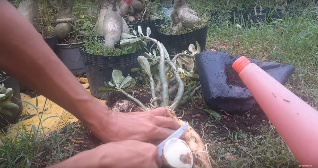 slice-adenium-rotted-part.jpg