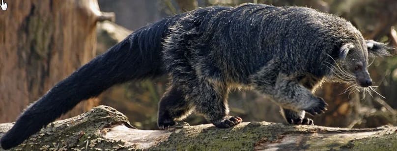 Бинтуронг (Arctictis binturong) - тайны 'медвежьей кошки' с ароматом попкорна Бинтуронг (Arctictis binturong) - тайны 'медвежьей кошки' с ароматом попкорна