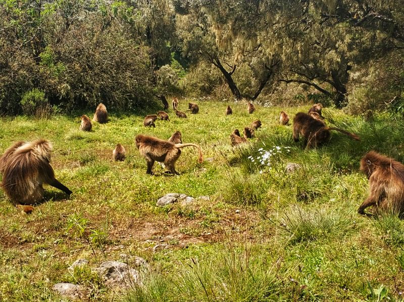 Día 12 (17 octubre, miércoles, 2018): Gondar – Montañas Simien – Gondar - Etiopía. Tribus del sur, iglesias del norte y mucho mas (4)