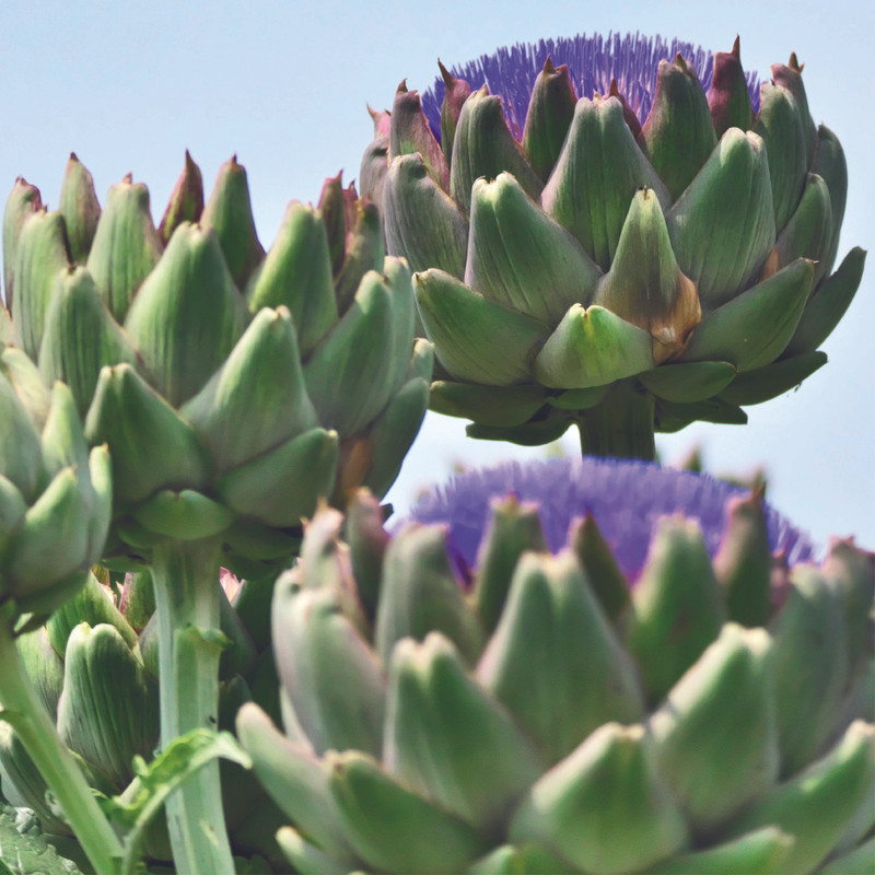 Extrait d'Artichaut - Ingrédients Cosmétiques Naturels du Maroc