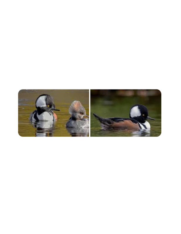 Hooded merganser