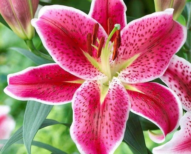 [Image: Oriental-lilies-Pink-stargazer-lily-768x619.jpg]