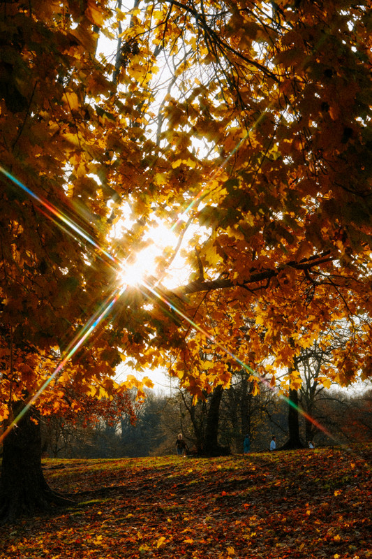 Autumn scene with falling leaves and warm golden light
