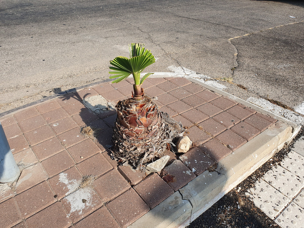 Крохотная пальма на улице Испанские изгнанники в Хайфе