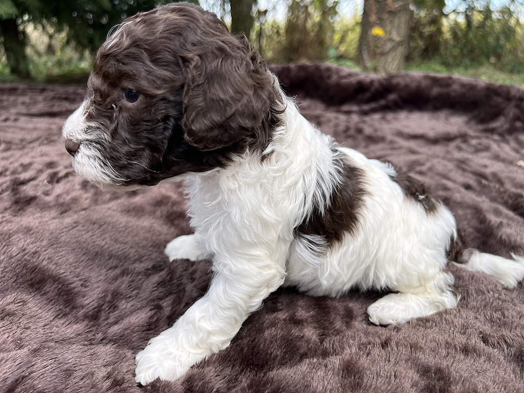 Lagotto Romagnolo female puppy for sale – Ideal Dale Energia – 27 days old – photo 1 – white and brown coat with beautiful markings