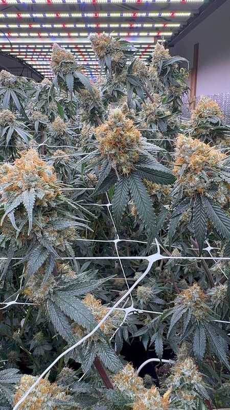 White CBG strain flower structure from Oklahoma hemp cultivation