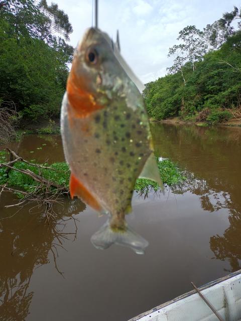 3 SEMANAS EN PERÚ del Amazonas a Machu Picchu 2019 - Blogs de Peru - Día 3. Iquitos Sunrise pirañas, centro de rescate y Lima (4)