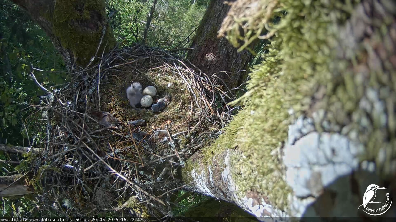 Melnās klijas (Milvus migrans) Kurzemē_ peļu klijāni (Buteo buteo) 14-10-57 screenshot