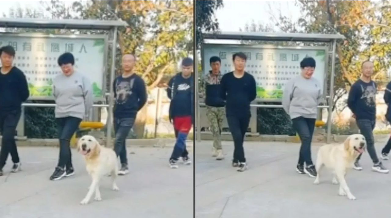 Video: Perrito vestido de chambelán se hace viral y vuelve locos a todos