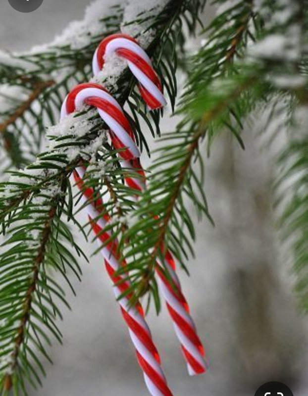 Screenshot_20231206_184220_Pinterest