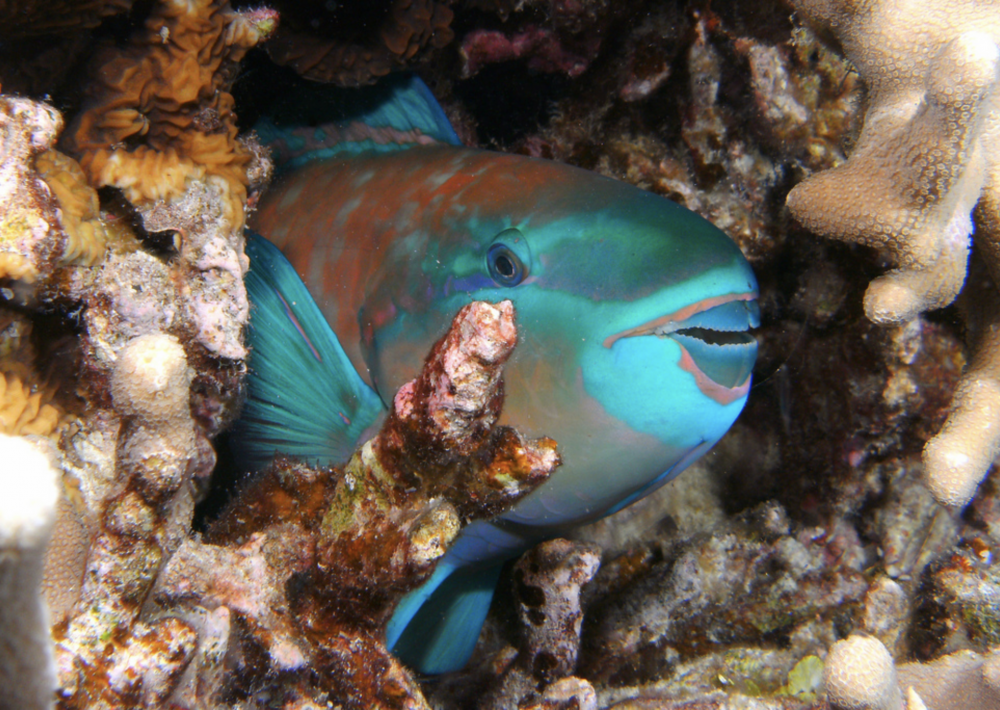 gigi parot fish
