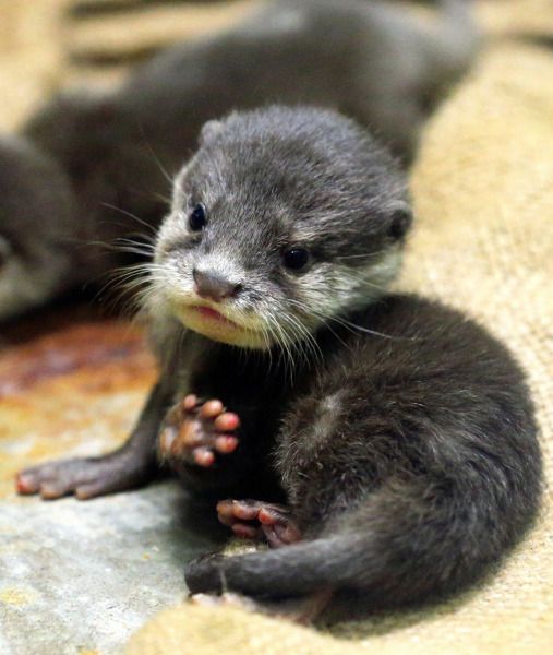 Otterbabytoebeans4e6d3823c15e99404cb311d9a.jpg
