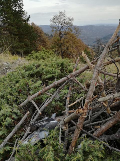 IMG-20181029-080534.jpg