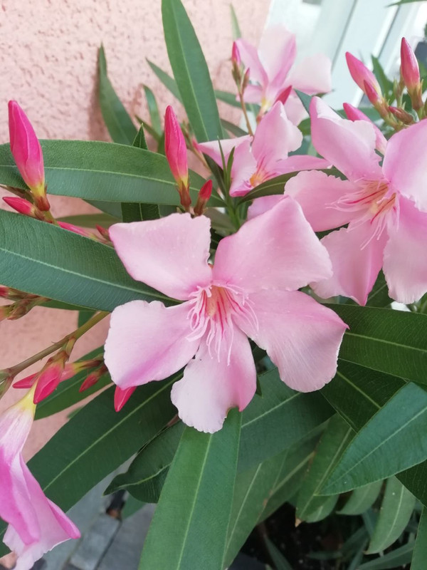 IMG_20220608_180536_603