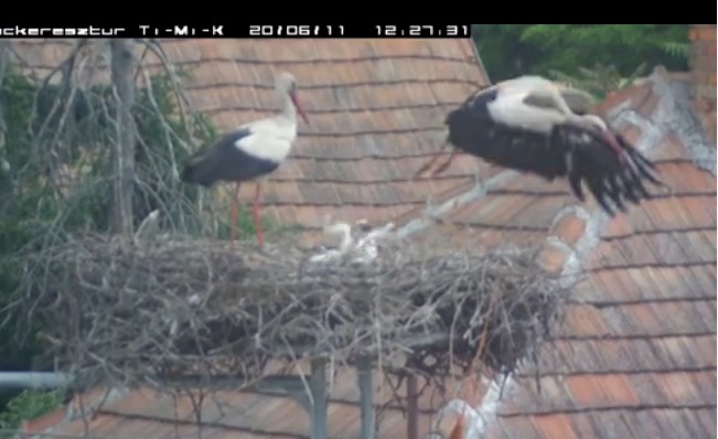 2020-06-11_123206 Timi már el is hussan