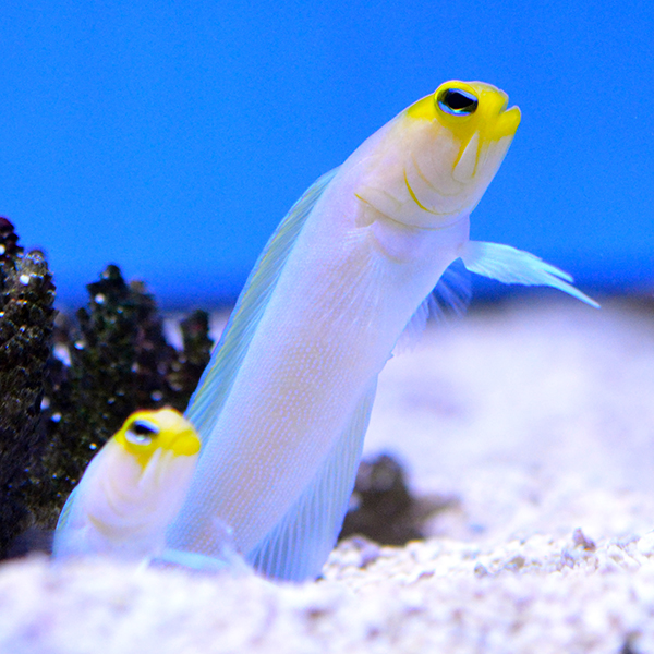 JAWFISH.jpg