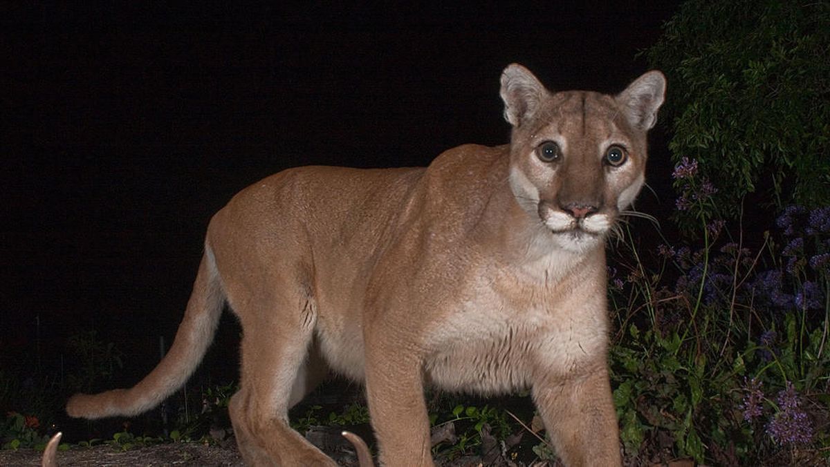 Leones de montaña pelean a muerte en calles de California; video se hace viral