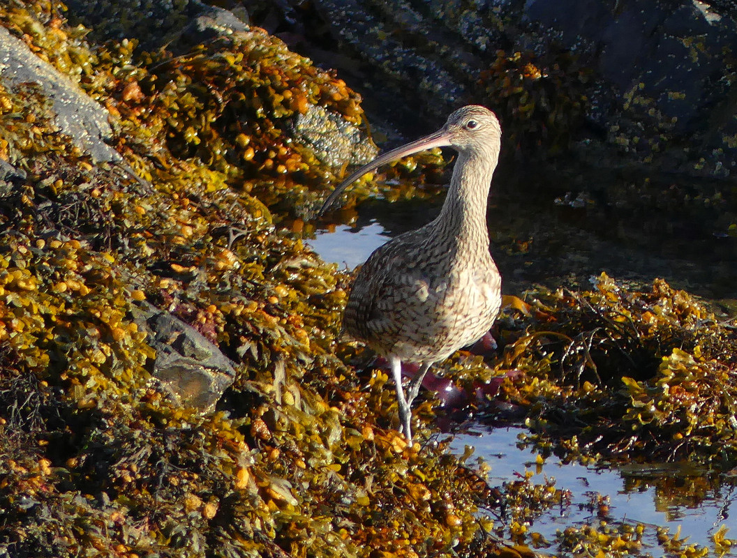 CURLEW 1 130924