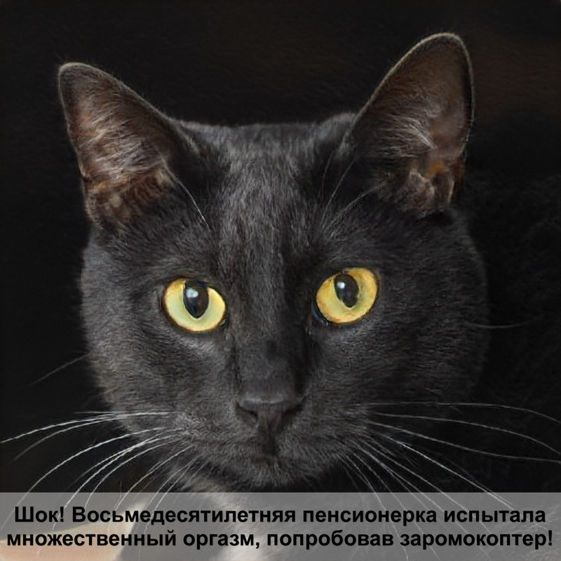 кошка рыжего окраса короткошерстная