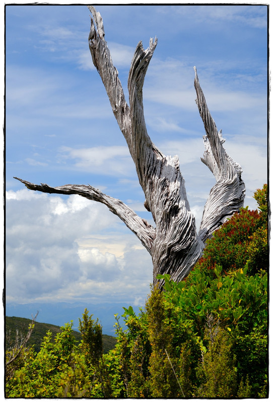 Paparoa NP: Paparoa Track (diciembre 2024) - Escapadas y rutas por la Nueva Zelanda menos conocida (11)