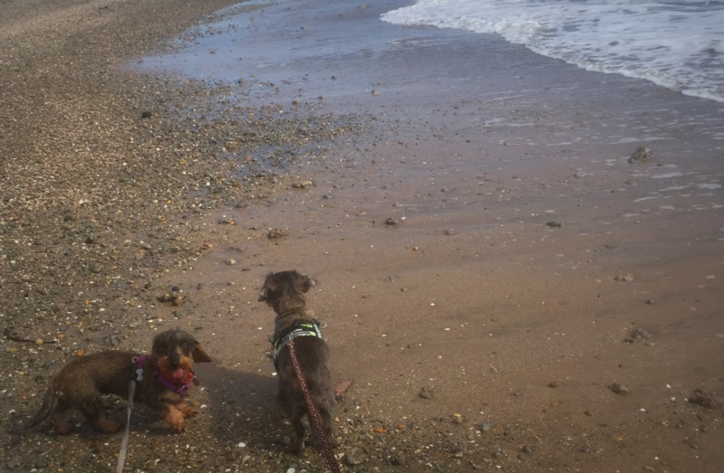 [Image: IMG-0809-1.jpg]