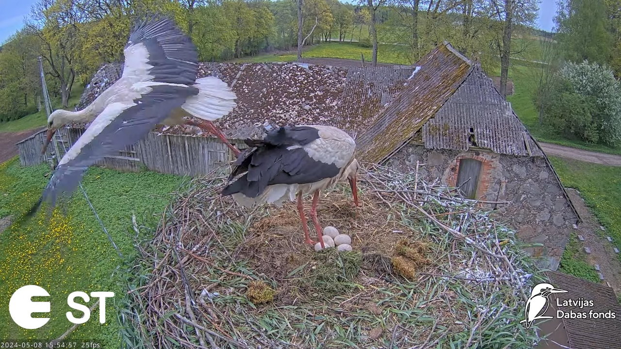 Baltie stārķi (Ciconia ciconia) Tukuma novadā - LDF tiešraide __ White storks in Tukums, Latvia 12-1