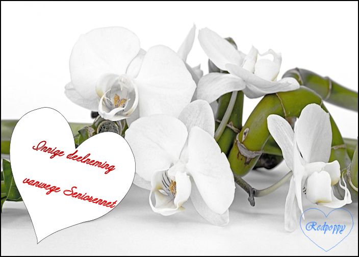 orchid-2115257-640.jpg