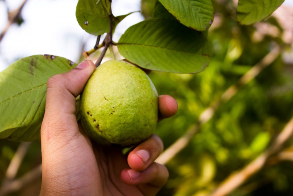 Guava