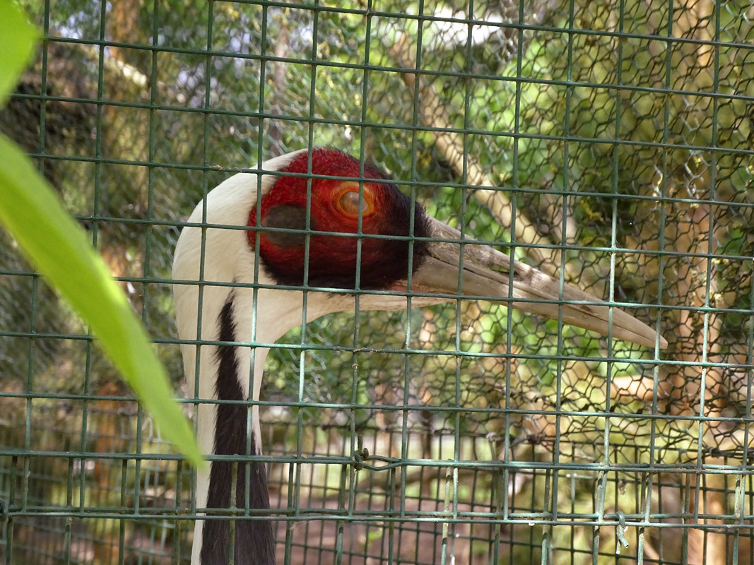 10.13 - ptaszek (irycki)