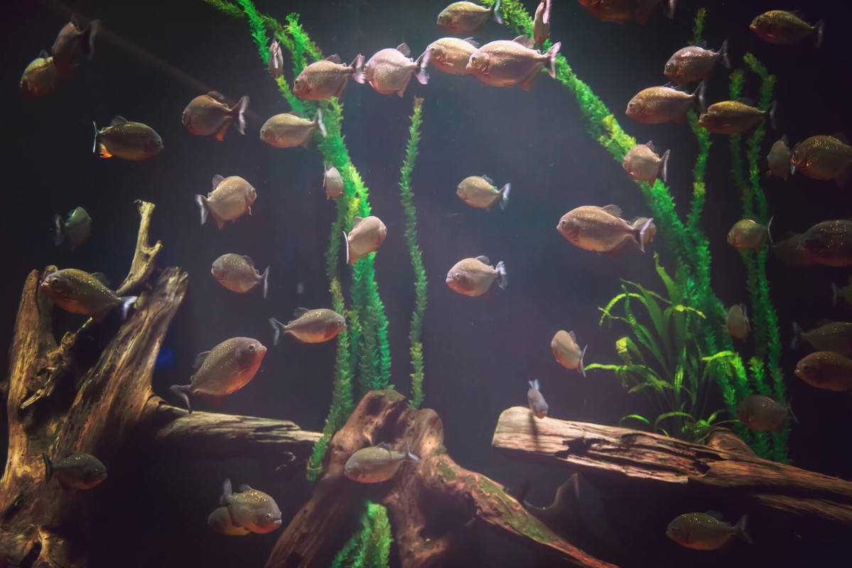 my-aquarium (9)