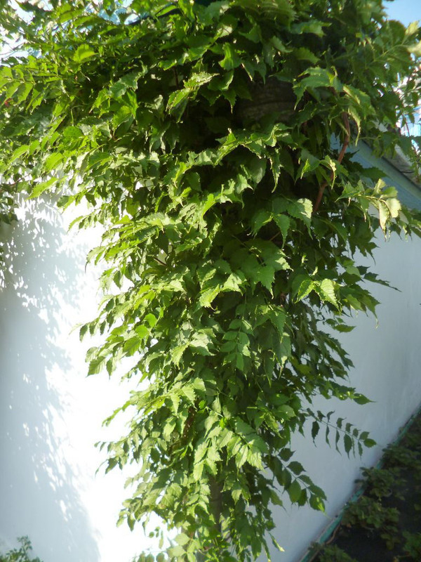 P1190329 [Разрешение рабочего стола]