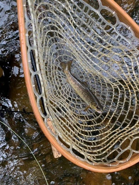 Wild brown 2 - Memorial Day 5-27-24