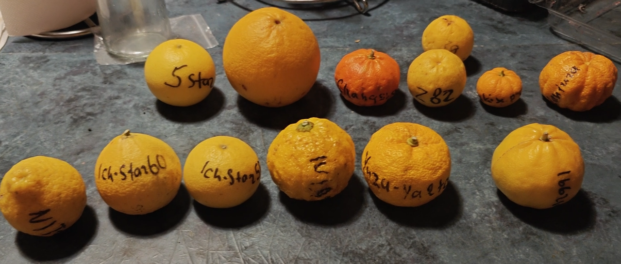 Citrus All